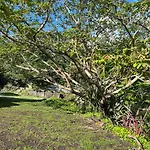 Under Walnut Tree