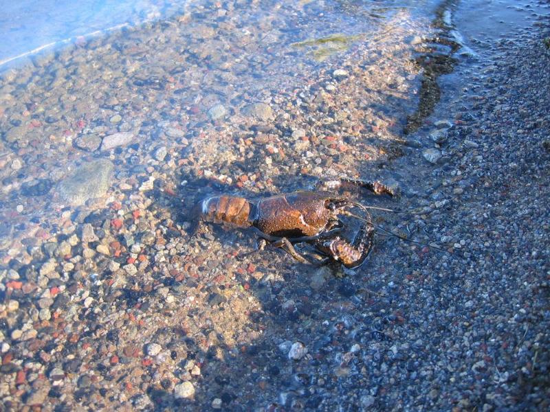 Koura Rotorua