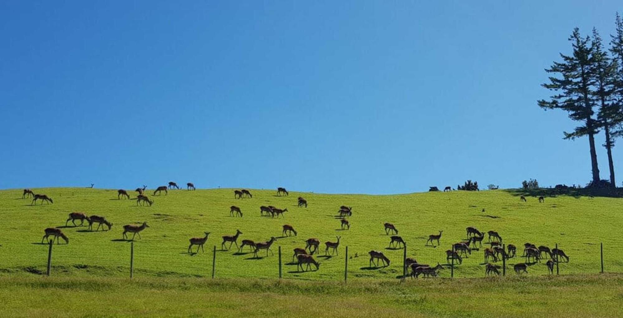 Aorangi Peak 5 By Tiny Away * Rotorua
