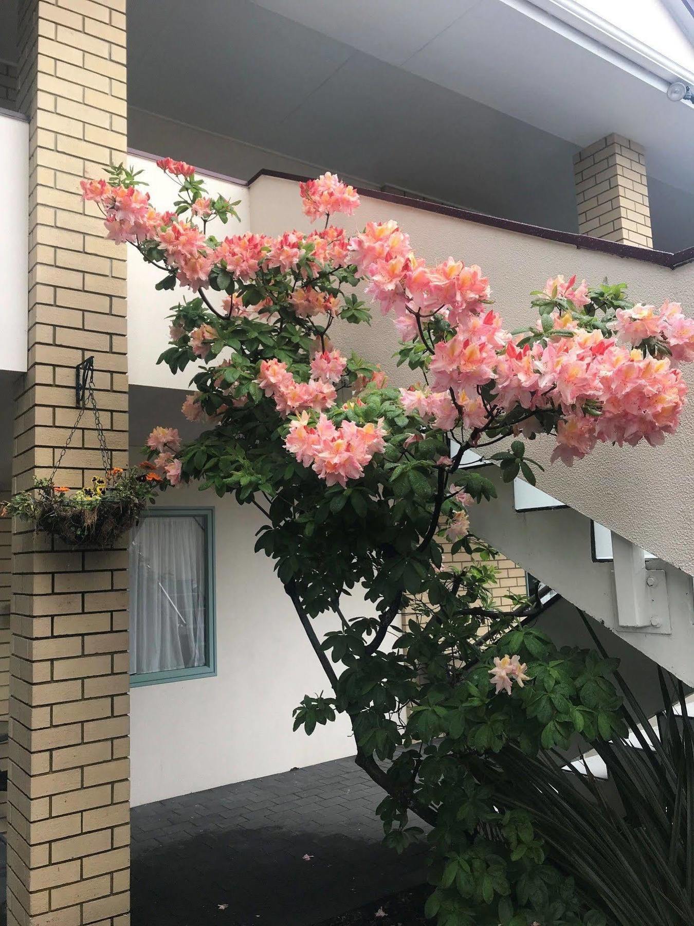 Fenton Court Rotorua